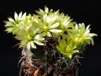 Thumbnail of 1640_Echinocereus davisii_20130505(1).JPG